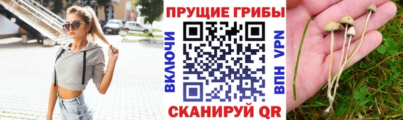 Псилоцибиновые грибы MAGIC MUSHROOMS купить наркотик Нахабино